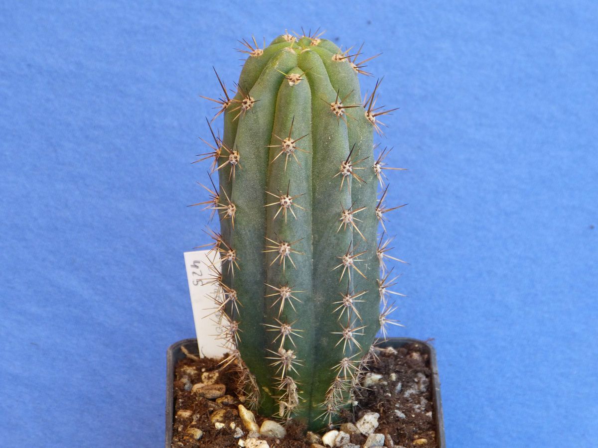 Trichocereus pachanoi, San Pedro Kaktus / Kakteen (425)